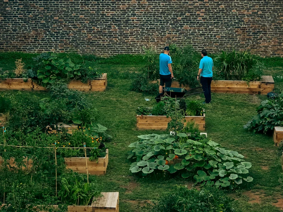 Two people tending raised beds in a community garden